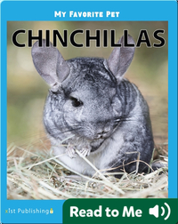My Favorite Pet: Chinchillas