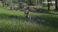 Mexican Wolf Pups at the Columbus Zoo