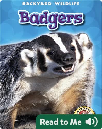 Badgers: Backyard Wildlife