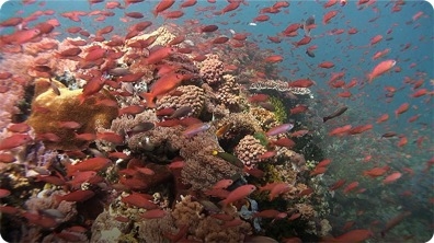 Jonathan Bird's Blue World: Coral Reefs