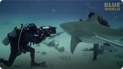 Diver hand feeds Bull sharks!