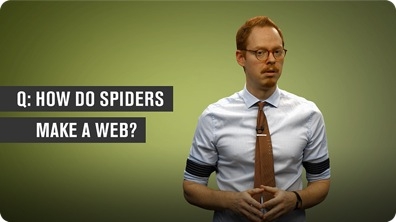 How Do Spiders Make a Web?