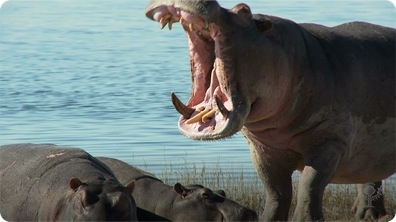 Did You Know: Hippopotamus
