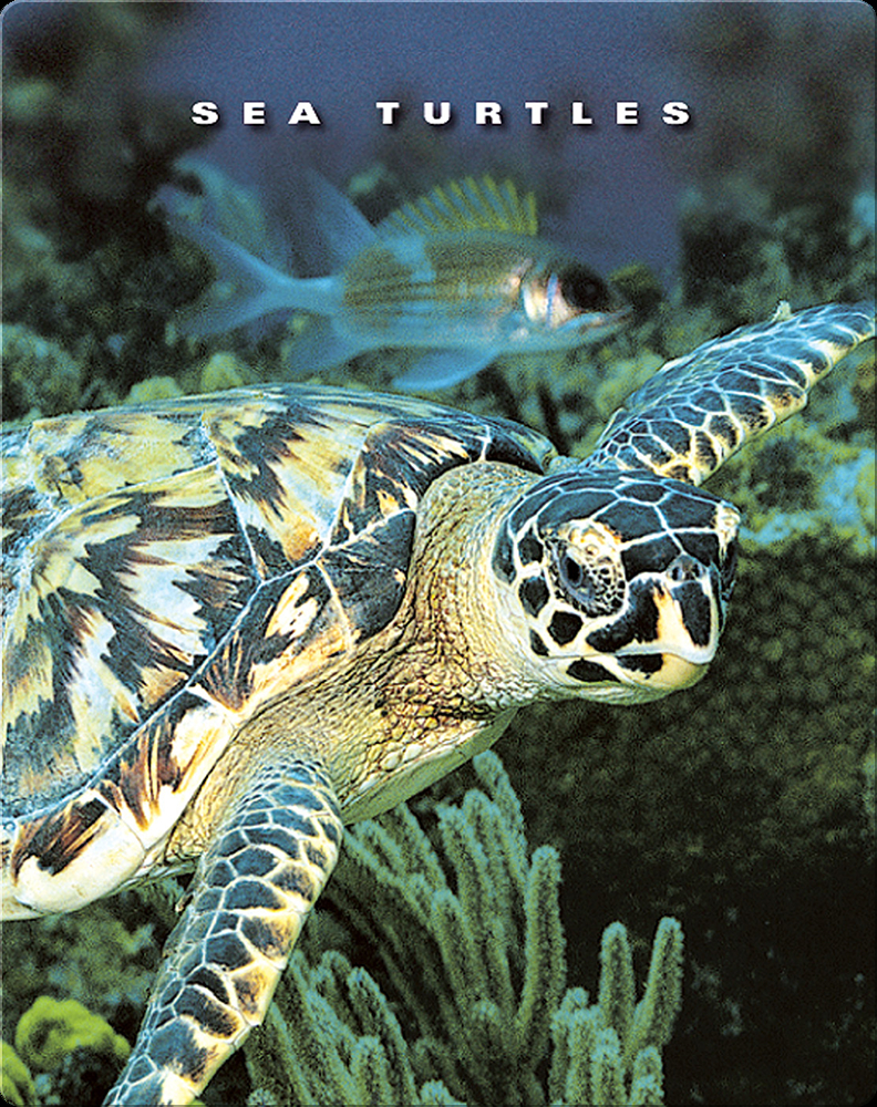 Sea Turtles Book by Sophie Lockwood Epic