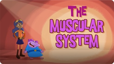 The Muscular System