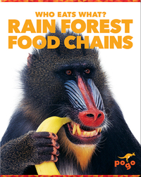 Who Eats What? Rain Forest Food Chains
