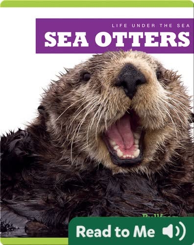 Life Under The Sea: Sea Otters