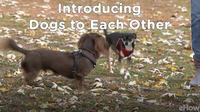 Introducing Dogs to Each Other | Teacher's Pet With Victoria Stilwell