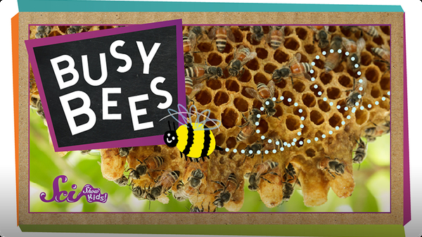SciShow Kids: Busy Bees