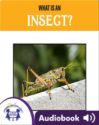 What is An Insect?