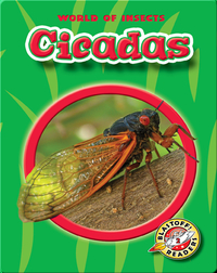 World of Insects: Cicadas