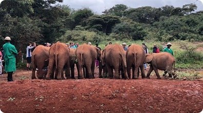 My Heartwarming Visit to an Elephant Orphanage