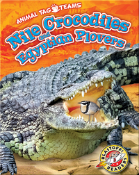 Nile Crocodiles and Egyptian Plovers