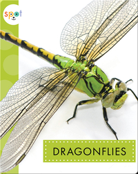 Creepy Crawlies: Dragonflies