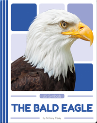 US Symbols: The Bald Eagle