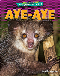 Awesome Animals: Aye-Aye