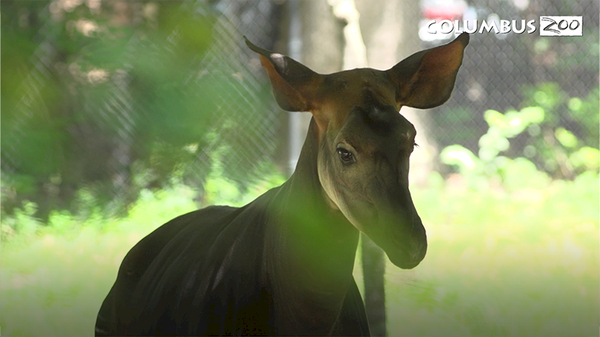 Columbus Zoo Qs: What In the World is an Okapi?