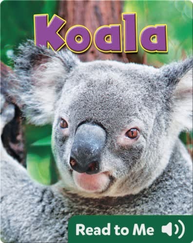 Koala