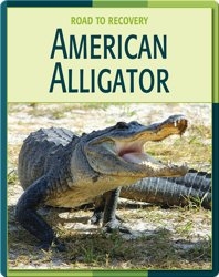 Road To Recovery: American Alligator