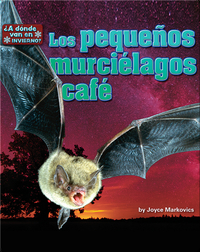 Los pequeños murciélagos café (bats)