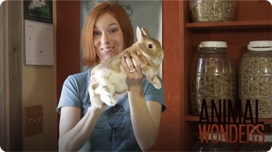 How To Hold A Rabbit
