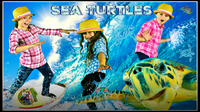 Sea Turtle Adventure! All About Sea Turtles!