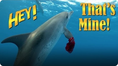Jonathan Bird's Blue World: Dolphins Stole my Bandana!