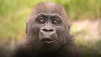 Frank the Baby Gorilla Has to Fend for Himself - Why That's a Good Thing