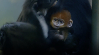 Why Infant Francois Langur Monkeys Are Born Orange