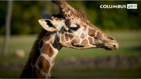 Columbus Zoo Qs: Why Do Giraffes Have Spots?
