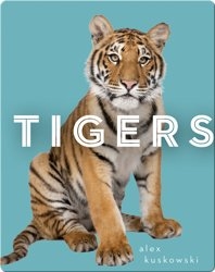 Zoo Animals: Tigers