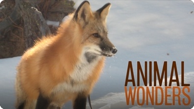 Meet and Greet: Seraphina the Red Fox