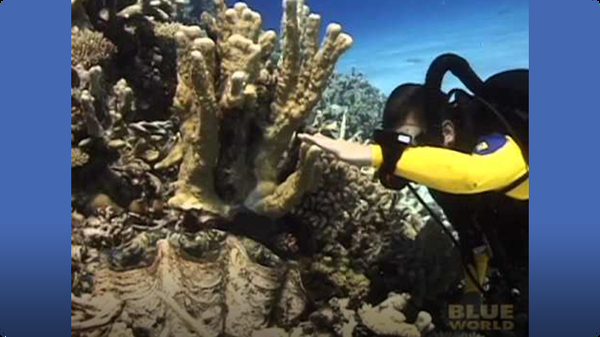 Giant clam grabs a divers hand?