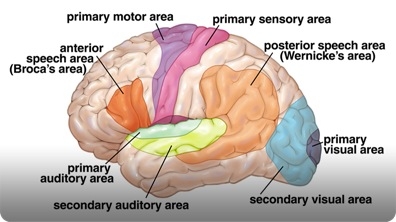Did You Know: Brain