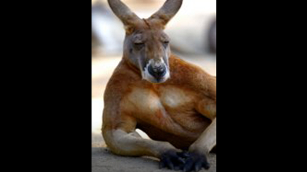 Facts You Didn't Know About Kangaroos
