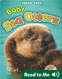 Super Cute! Baby Sea Otters