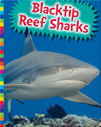 Blacktip Reef Sharks