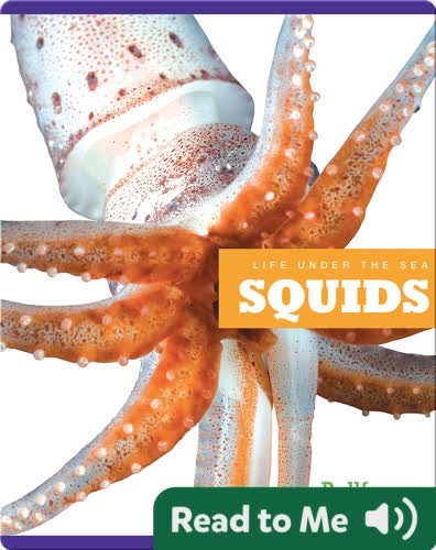 Life Under The Sea: Squids