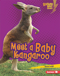 Meet a Baby Kangaroo