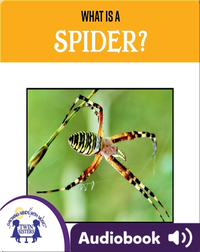 What Is A Spider?