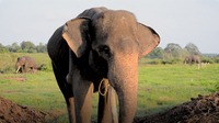 Gabby Wild: Let's Learn about Elephants
