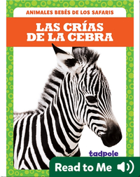 Las crías de la cebra (Zebra Foals)