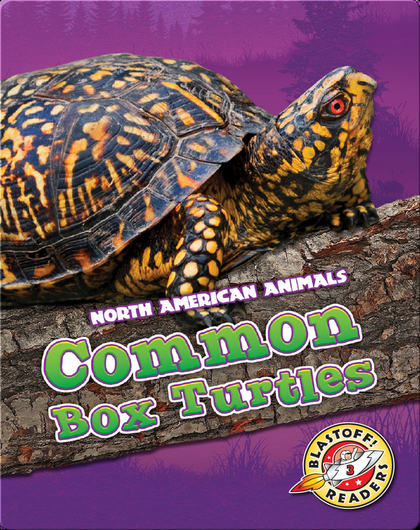 Common Box Turtles
