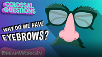 Why Do We Have Eyebrows? | COLOSSAL QUESTIONS