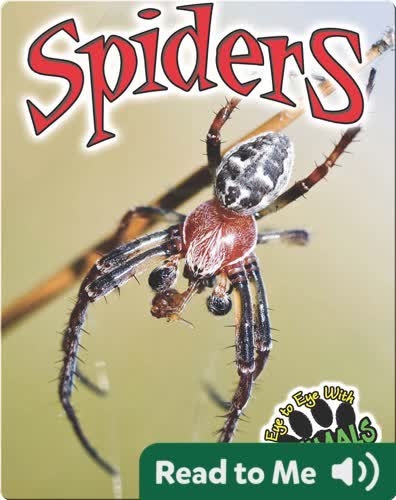 Eye to Eye With Animals: Spiders