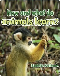 How and what do animals learn?
