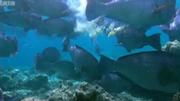 Feeding humphead parrotfish - Blue Planet: A Natural History of the Oceans