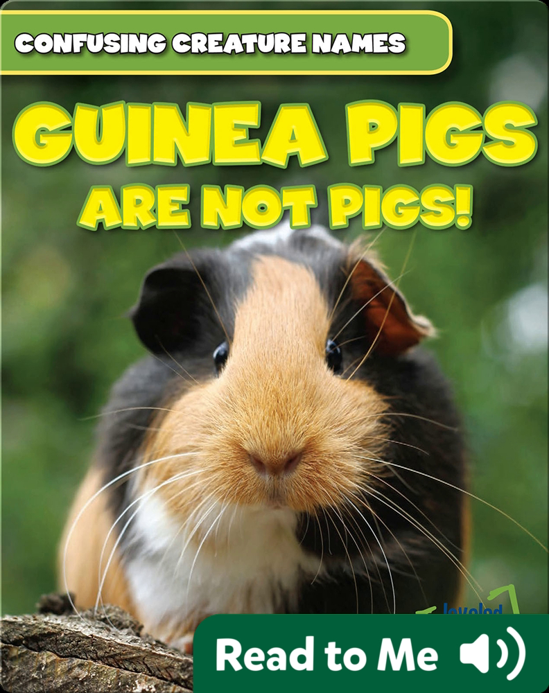 Guinea Pigs Are Not Pigs! Children's Book by Evelyn Ryan Discover
