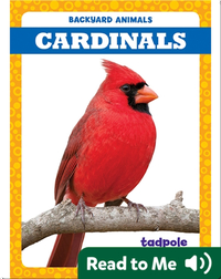 Backyard Animals: Cardinals