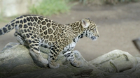 Rambunctious Jaguar Cub Plays with Mom at San Diego Zoo
